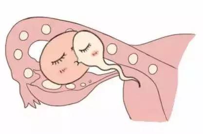 生殖内分泌专家